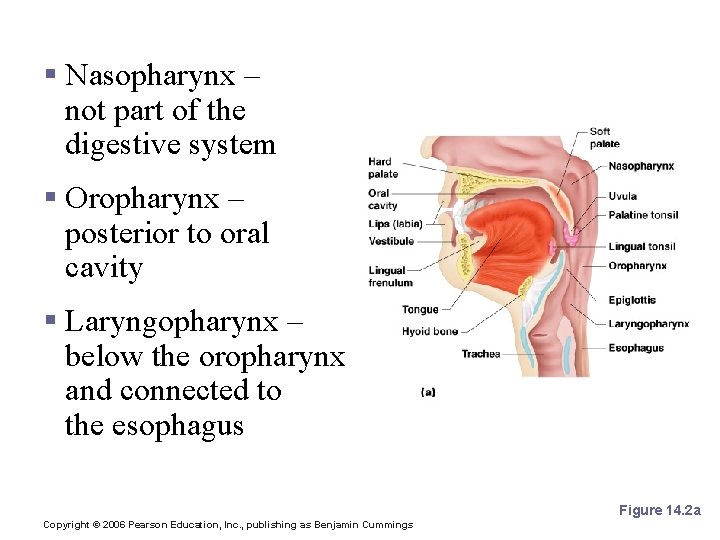 Pharynx Anatomy § Nasopharynx – not part of the digestive system § Oropharynx –