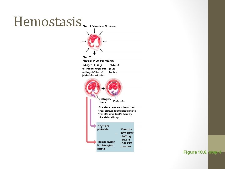 Hemostasis Step 1: Vascular Spasms Step 2: Platelet Plug Formation Injury to lining Platelet