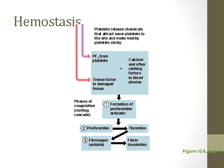 Hemostasis Platelets release chemicals that attract more platelets to the site and make nearby