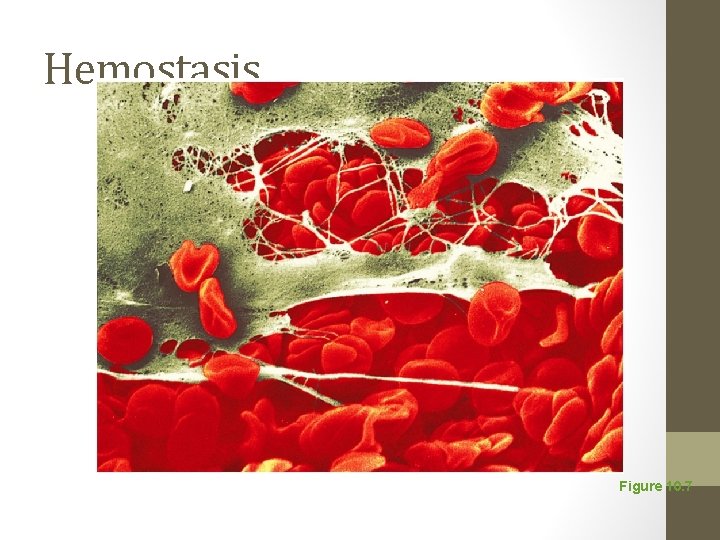 Hemostasis Figure 10. 7 
