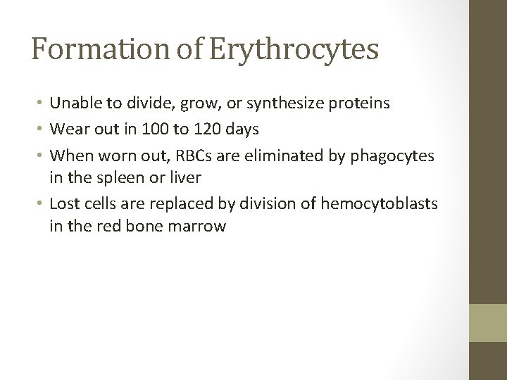 Formation of Erythrocytes • Unable to divide, grow, or synthesize proteins • Wear out