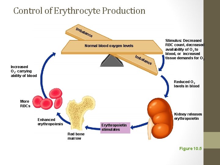Control of Erythrocyte Production Imb ala nce Normal blood oxygen levels Imb ala Increased