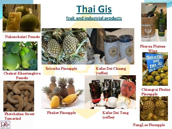 Thai Gis fruit and industrial products Nakonchaisri Pomelo Phurua Plateau Wine Sriracha Pineapple Chainat