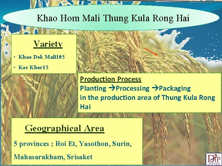 Khao Hom Mali Thung Kula Rong Hai Variety • Khao Dok Mali 105 •