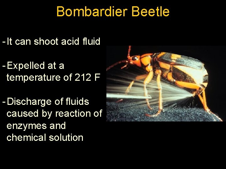 Bombardier Beetle - It can shoot acid fluid - Expelled at a temperature of