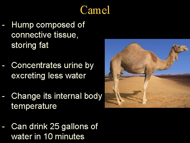 Camel - Hump composed of connective tissue, storing fat - Concentrates urine by excreting