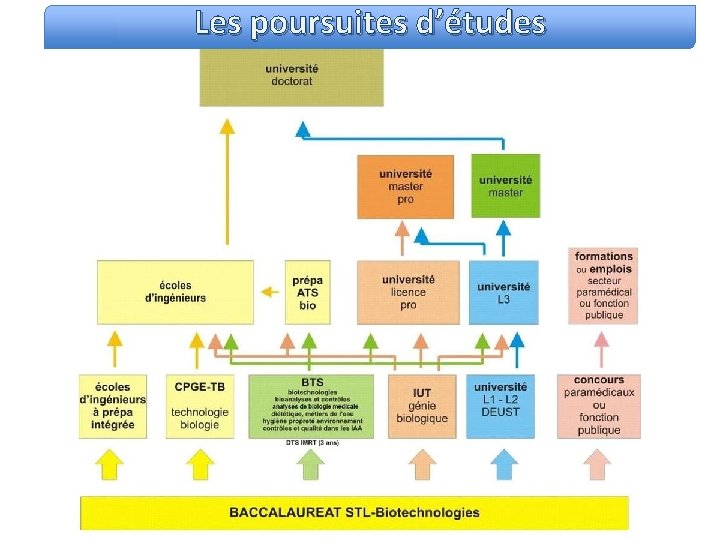 Les poursuites d’études 