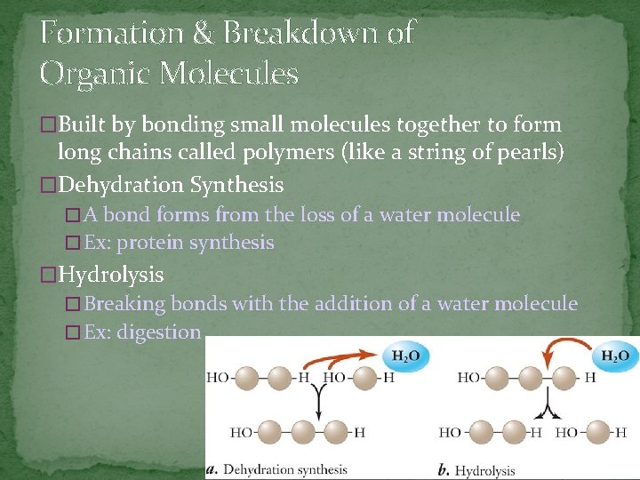 Formation & Breakdown of Organic Molecules �Built by bonding small molecules together to form