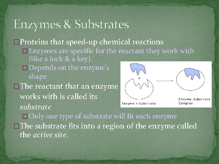 Enzymes & Substrates �Proteins that speed-up chemical reactions � Enzymes are specific for the