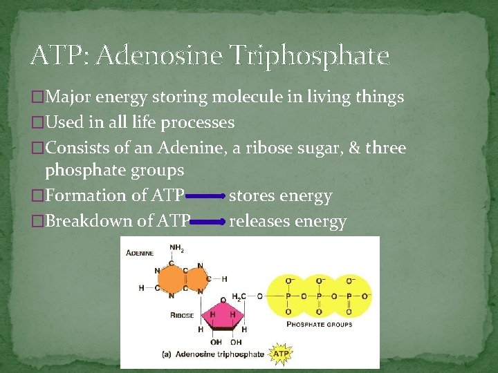ATP: Adenosine Triphosphate �Major energy storing molecule in living things �Used in all life