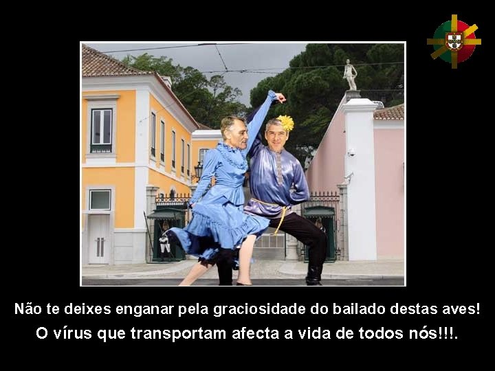 Não te deixes enganar pela graciosidade do bailado destas aves! O vírus que transportam