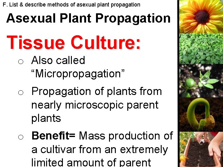 F. List & describe methods of asexual plant propagation Asexual Plant Propagation Tissue Culture: