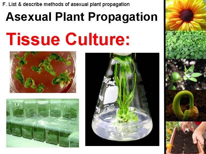 F. List & describe methods of asexual plant propagation Asexual Plant Propagation Tissue Culture: