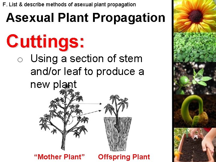 F. List & describe methods of asexual plant propagation Asexual Plant Propagation Cuttings: o