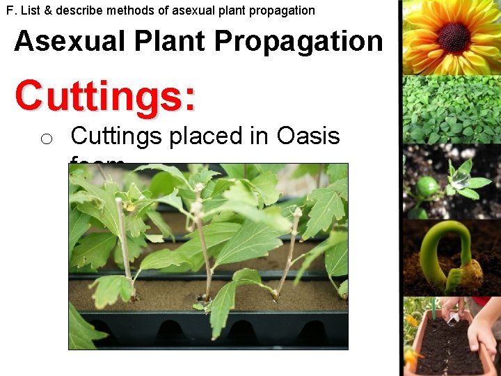 F. List & describe methods of asexual plant propagation Asexual Plant Propagation Cuttings: o