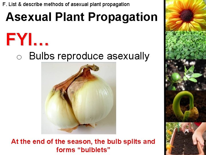 F. List & describe methods of asexual plant propagation Asexual Plant Propagation FYI… o