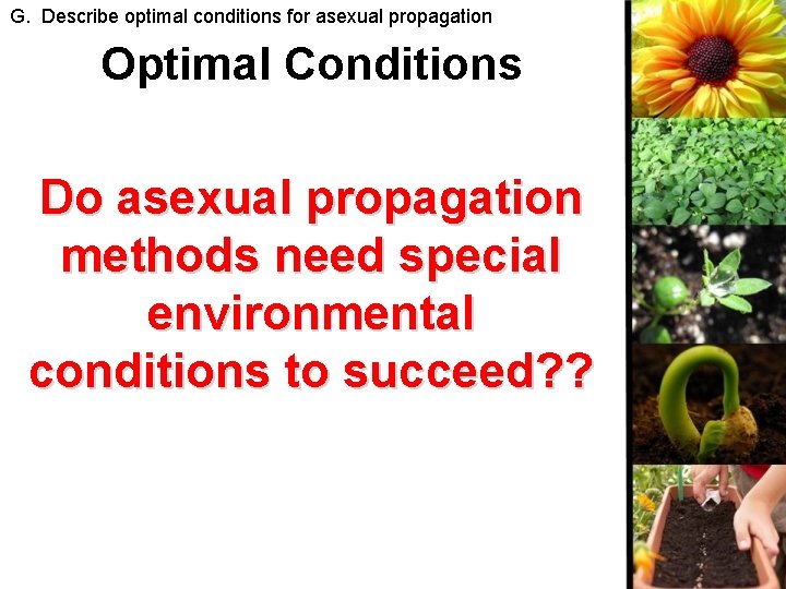G. Describe optimal conditions for asexual propagation Optimal Conditions Do asexual propagation methods need
