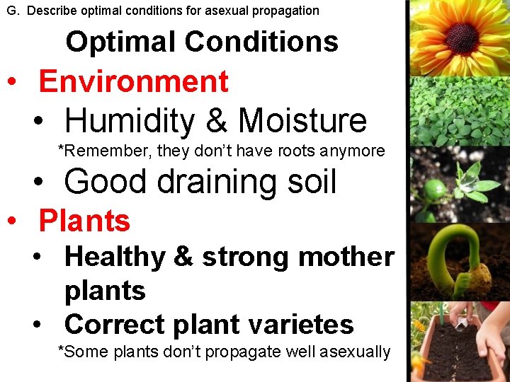 G. Describe optimal conditions for asexual propagation Optimal Conditions • Environment • Humidity &