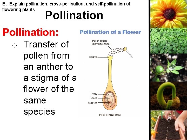 E. Explain pollination, cross-pollination, and self-pollination of flowering plants. Pollination: o Transfer of pollen