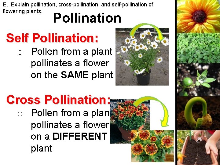 E. Explain pollination, cross-pollination, and self-pollination of flowering plants. Pollination Self Pollination: o Pollen