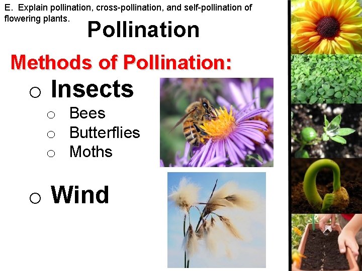 E. Explain pollination, cross-pollination, and self-pollination of flowering plants. Pollination Methods of Pollination: o
