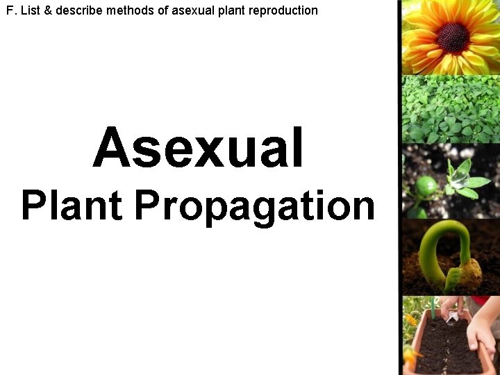 F. List & describe methods of asexual plant reproduction Asexual Plant Propagation 