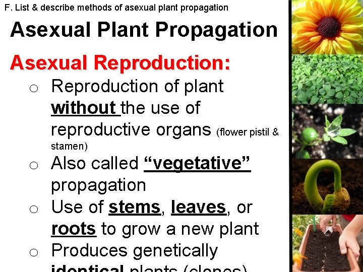 F. List & describe methods of asexual plant propagation Asexual Plant Propagation Asexual Reproduction: