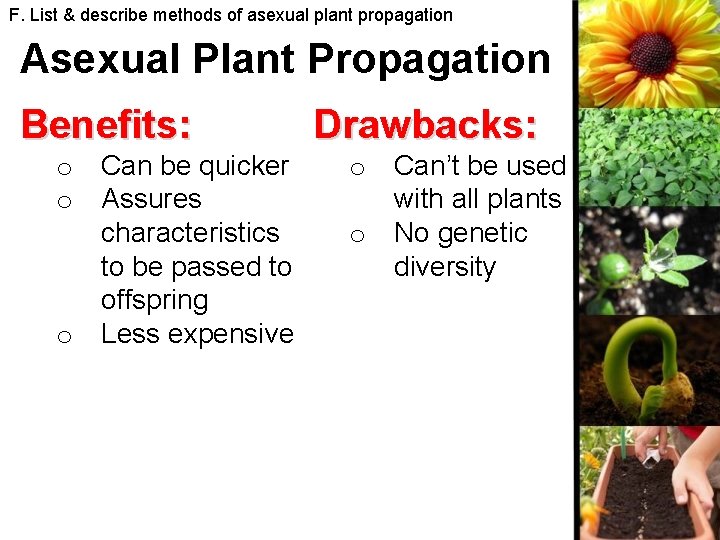 F. List & describe methods of asexual plant propagation Asexual Plant Propagation Benefits: o