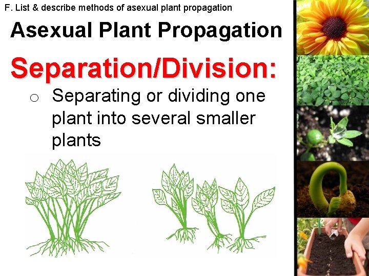 F. List & describe methods of asexual plant propagation Asexual Plant Propagation Separation/Division: o