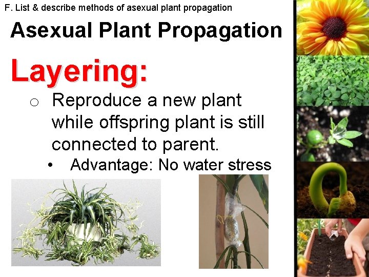 F. List & describe methods of asexual plant propagation Asexual Plant Propagation Layering: o