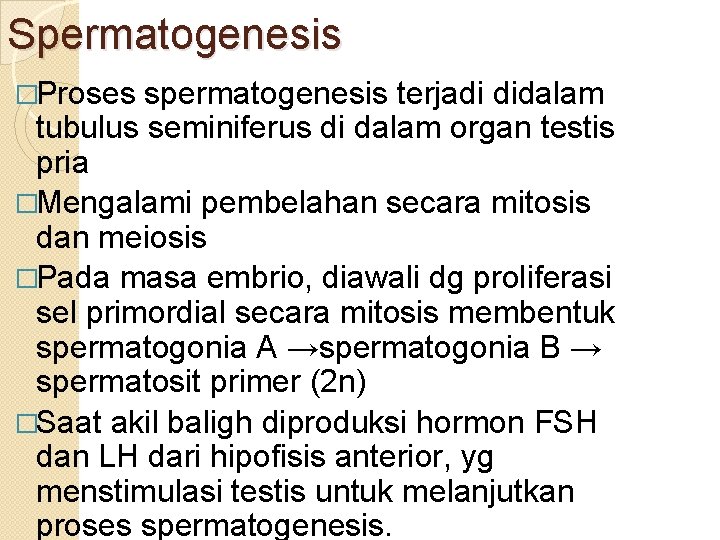 Spermatogenesis �Proses spermatogenesis terjadi didalam tubulus seminiferus di dalam organ testis pria �Mengalami pembelahan