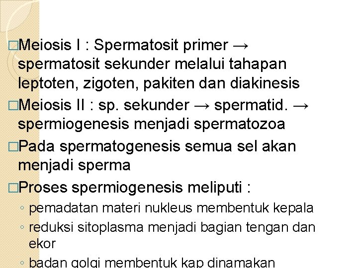 �Meiosis I : Spermatosit primer → spermatosit sekunder melalui tahapan leptoten, zigoten, pakiten dan