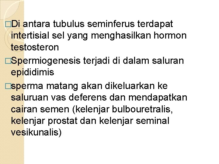 �Di antara tubulus seminferus terdapat intertisial sel yang menghasilkan hormon testosteron �Spermiogenesis terjadi di