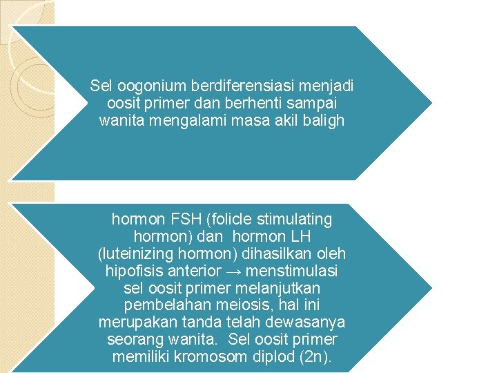 Sel oogonium berdiferensiasi menjadi oosit primer dan berhenti sampai wanita mengalami masa akil baligh