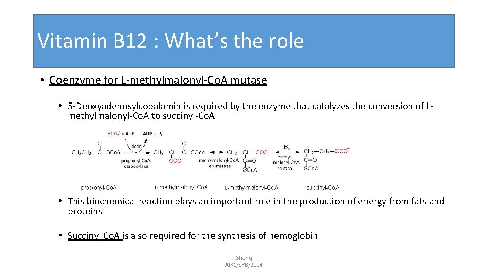 Vitamin B 12 : What’s the role • Coenzyme for L-methylmalonyl-Co. A mutase •