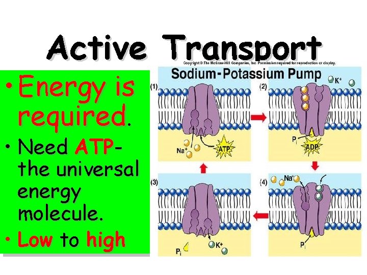 Active Transport • Energy is required. • Need ATPthe universal energy molecule. • Low