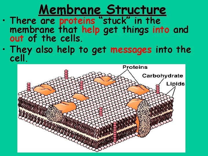 Basic Cell Structure The Cell Membrane The outside