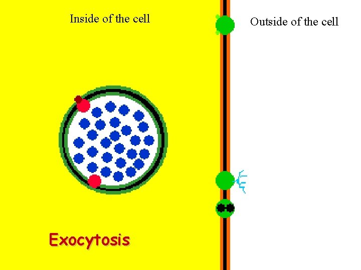 Inside of the cell Exocytosis Outside of the cell 