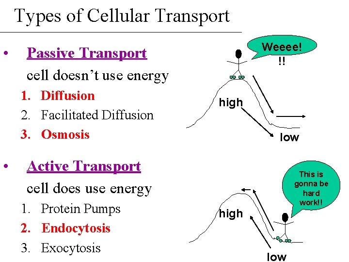 Types of Cellular Transport • 1. Diffusion 2. Facilitated Diffusion 3. Osmosis • Weeee!