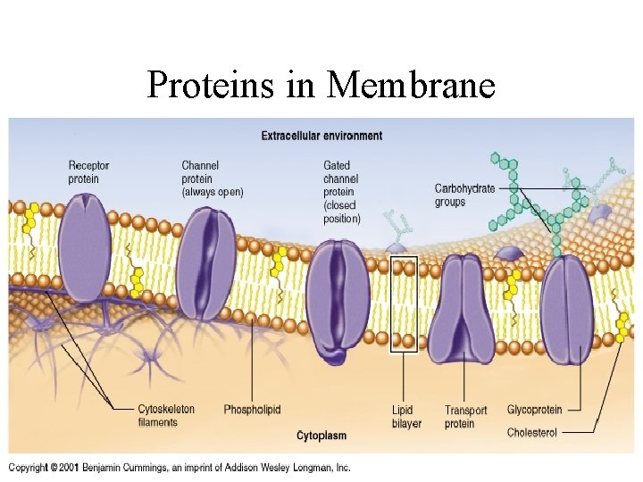 Proteins in Membrane 
