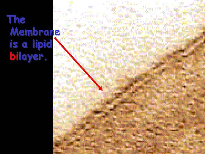 The Membrane is a lipid bilayer. 