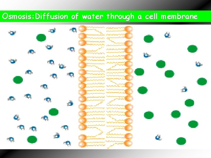 Osmosis: Diffusion of water through a cell membrane 