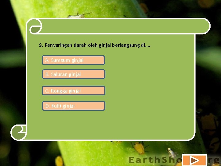 9. Penyaringan darah oleh ginjal berlangsung di…. A. Sumsum ginjal B. Saluran ginjal C.