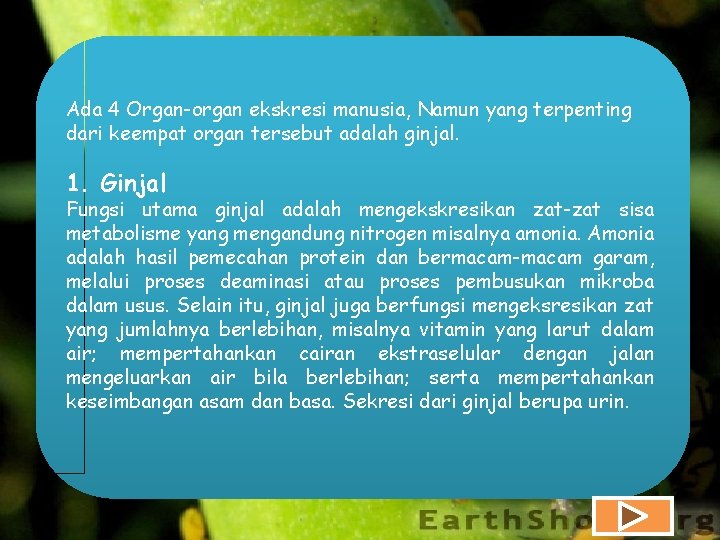 Ada 4 Organ-organ ekskresi manusia, Namun yang terpenting dari keempat organ tersebut adalah ginjal.