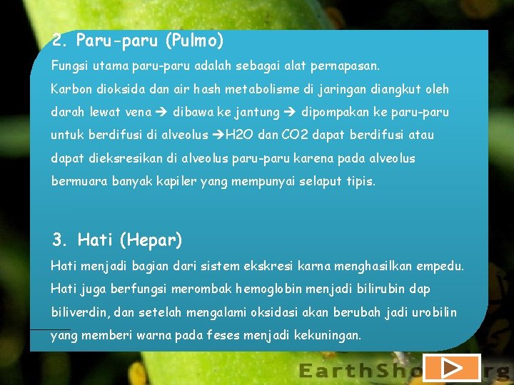 2. Paru-paru (Pulmo) Fungsi utama paru-paru adalah sebagai alat pernapasan. Karbon dioksida dan air