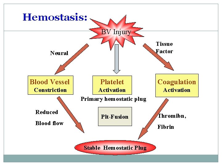 Hemostasis: BV Injury Tissue Factor Neural Blood Vessel Platelet Coagulation Constriction Activation Primary hemostatic