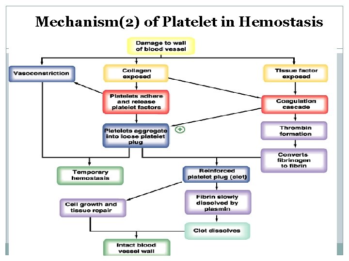 Mechanism(2) of Platelet in Hemostasis 