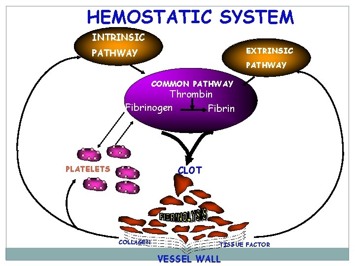 HEMOSTATIC SYSTEM INTRINSIC EXTRINSIC PATHWAY COMMON PATHWAY Thrombin Fibrinogen Fibrin PLATELETS CLOT COLLAGEN TISSUE