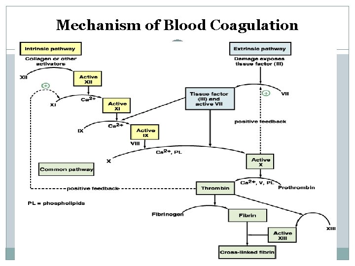 Mechanism of Blood Coagulation 
