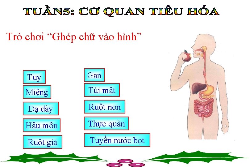 Trò chơi “Ghép chữ vào hình” Tụy Gan Miệng Túi mật Dạ dày Ruột